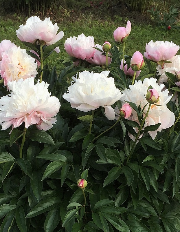 Пион травянистый Леди Александер Дафф